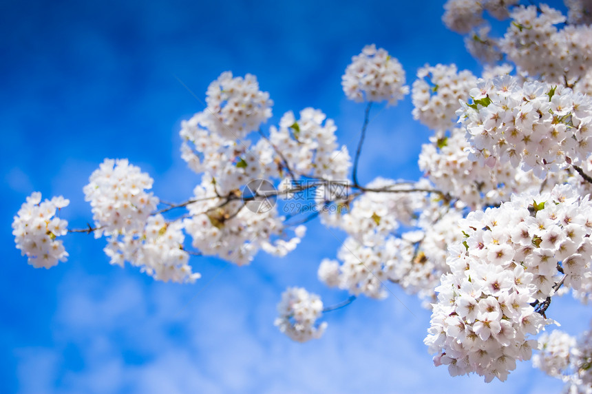 春季花朵香味叶子玉兰季节美丽天空植物群生长衬套图片