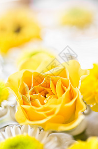 黄玫瑰花头白色橙子黄色正方形玫瑰背景图片
