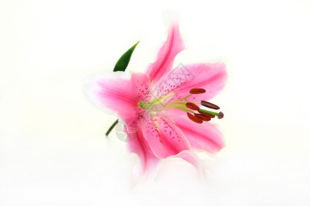 百合花粉花束宏观粉色花园邮票心皮植物背景图片