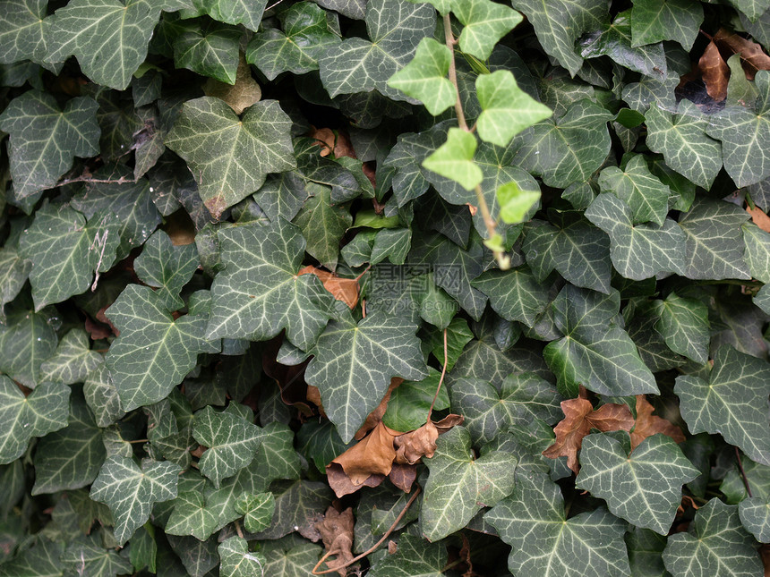 常春藤绿色植物植物绿色材料树叶植被图片