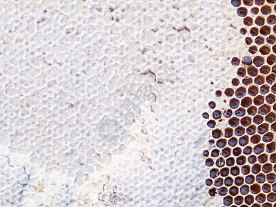蜂窝六边形宏观蜂蜡蜜蜂网格蜂蜜背景图片