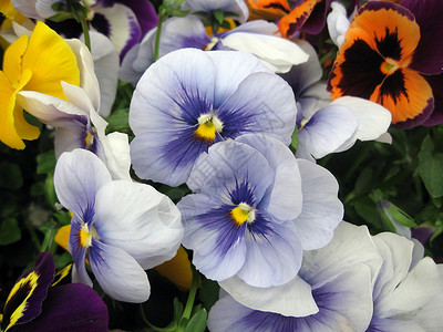 兵团花园花瓣花坛季节蓝色植物群生长生活植物背景图片