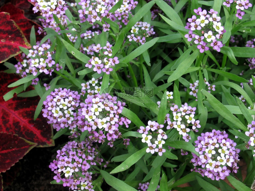 小鲜花树叶季节花园花坛生活生长蓝色绿色花瓣植物图片