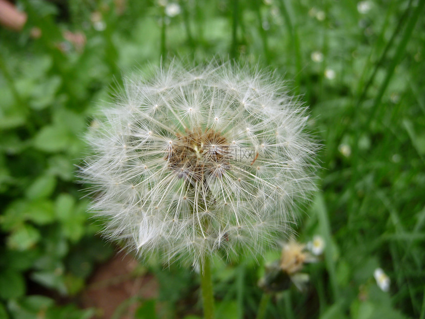 白花层圆形生活白色植物群绿色花园季节通风亮度图片