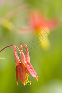 红花和黄花花瓣绿色黄色红色背景图片