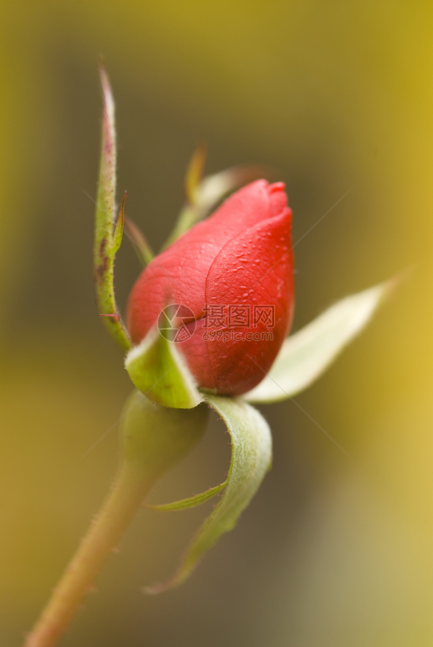 红玫瑰和软黄巴图片
