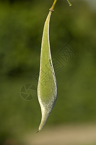 Wisteria 植物种子 Pod背景图片