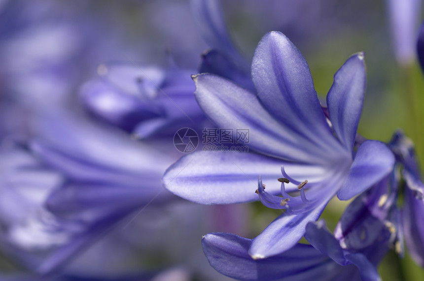 蓝铃花花花园宏观蓝色花瓣图片