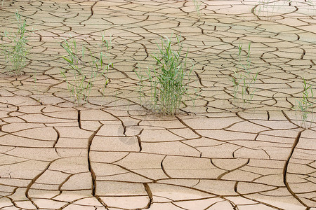 干旱植物干旱土地生长风光土壤裂缝植物自然灾害芦苇绿色材料背景