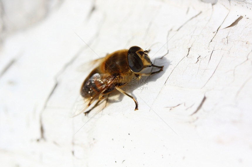 蜜蜂翅膀蜂蜜眼睛动物昆虫野生动物图片