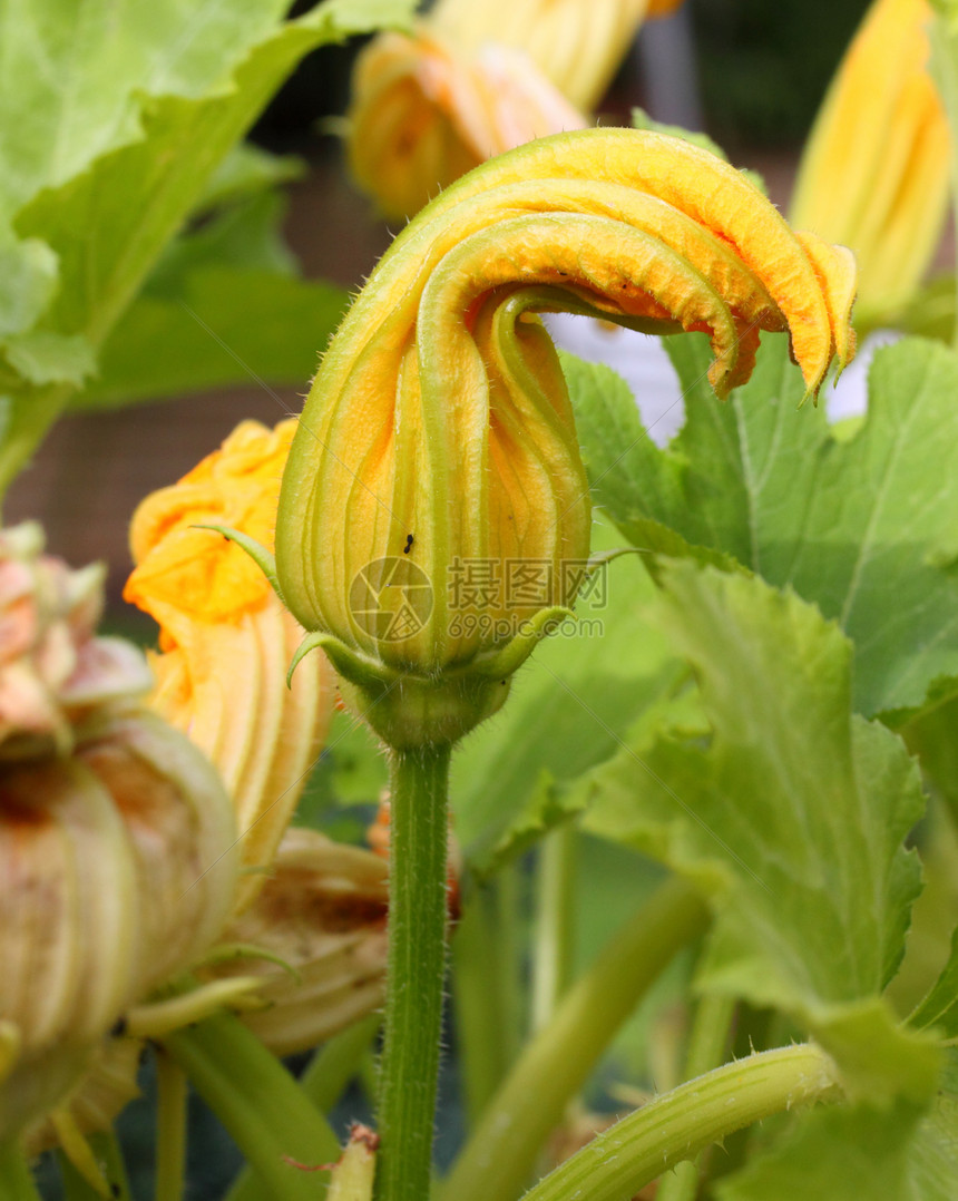 科罗梅特花花蔬菜食物花园黄色植物图片