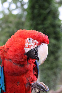 斯嘉丽马考花生动物眼睛羽毛食物红色舌头背景图片