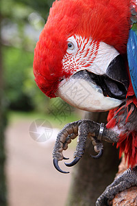斯嘉丽马考舌头羽毛动物红色眼睛背景图片