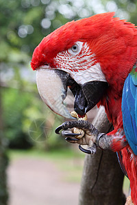 斯嘉丽马考羽毛花生动物红色食物舌头眼睛背景图片