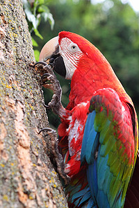 斯嘉丽马考羽毛眼睛舌头红色动物背景图片