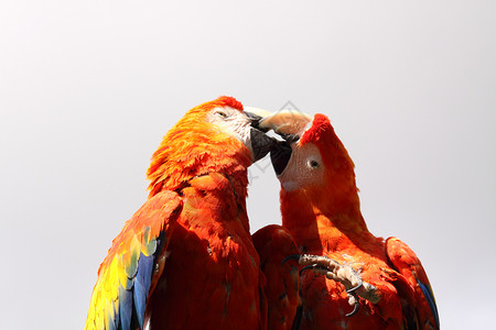 斯嘉丽马考动物红色羽毛舌头眼睛背景图片