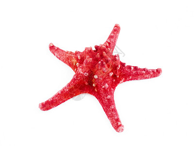 红海星星星红色白色背景图片