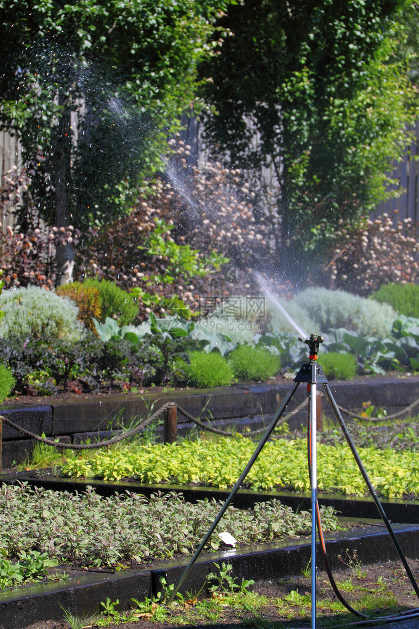 园里的洒水机软管喷涂灌溉机器管道农业绿色花园公园植物学图片