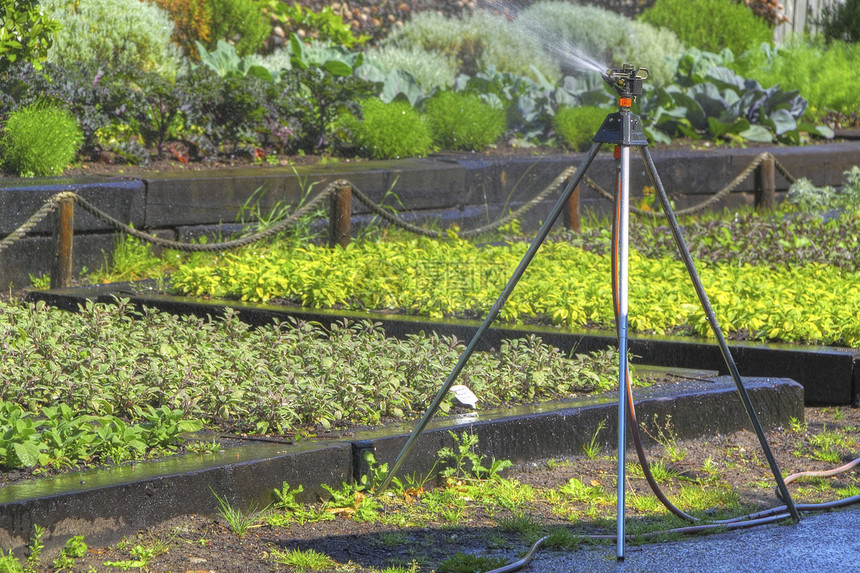 园里的洒水机喷涂农业机器生长植物学灌溉植物管道软管花园图片