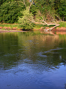温瑞贝伊利诺伊州基华基河公园晴天跑步洪水阳光照射溪流森林流动环境反射背景