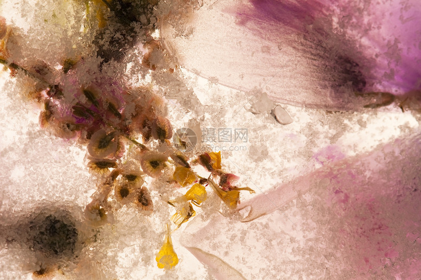 冰冻的花朵 冰块中的花朵冻结花束美味插图墙纸桌面礼物玻璃立方体植物图片