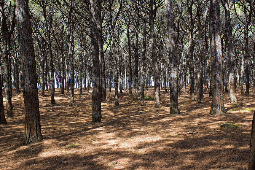 托斯卡纳石松林海岸旅行松树棕色石头针叶树植被阴影绿色假期图片