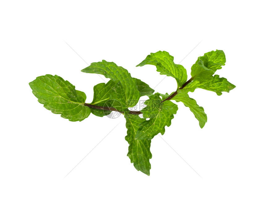 白色背景上的薄荷枝条香料健康摄影水平草本绿色叶子草本植物香味图片