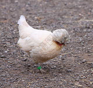 鸡动物农家院羽毛农场背景图片