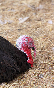 火火鸡庆典动物黑色干草农家院红色食物羽毛农场稻草背景图片