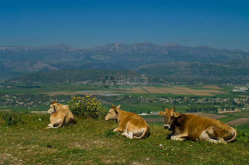 阿尔巴尼亚奶牛农村季节高地乳牛蓝色天空土地场景农业环境图片