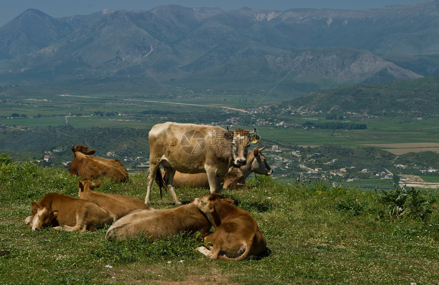 阿尔巴尼亚奶牛奶制品植物乳牛动物农场天空场地季节家畜风景图片