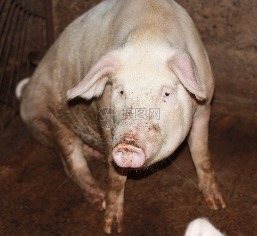 在中国农场里 近身的猪火腿鼻子牧场好奇心猪肉熏肉公猪吮吸咕噜声哺乳动物图片