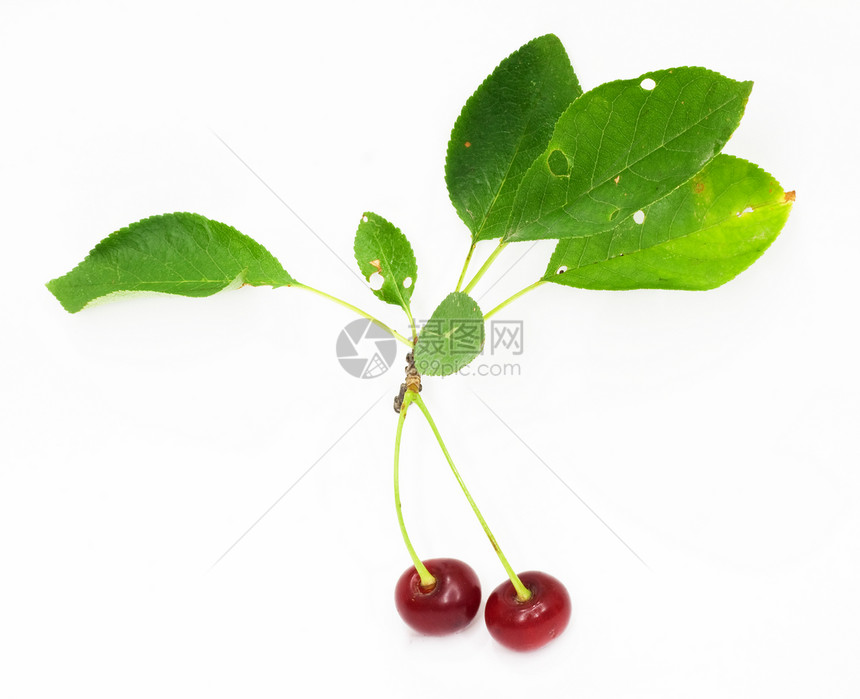 樱桃叶子团体绿色白色水果食物图片