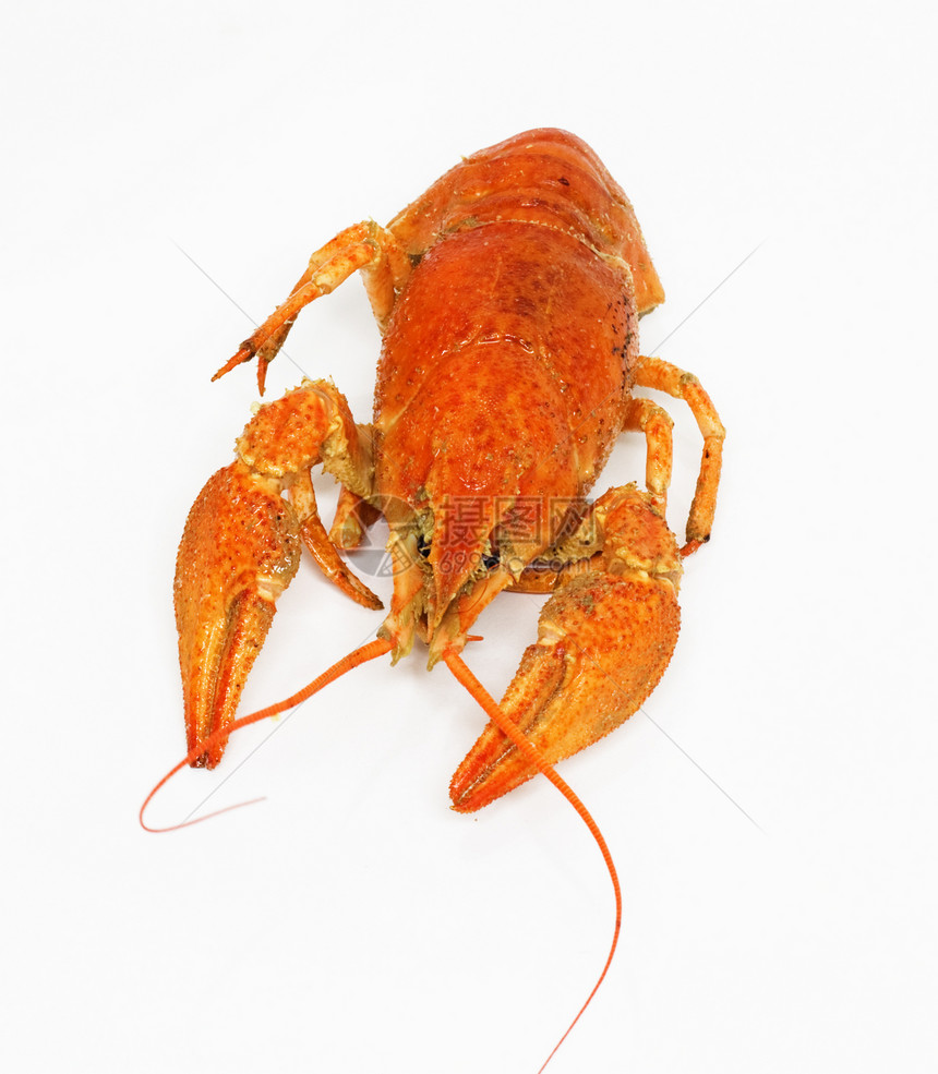 白底红龙虾螃蟹小龙虾食物午餐白色美食龙虾海鲜红色图片