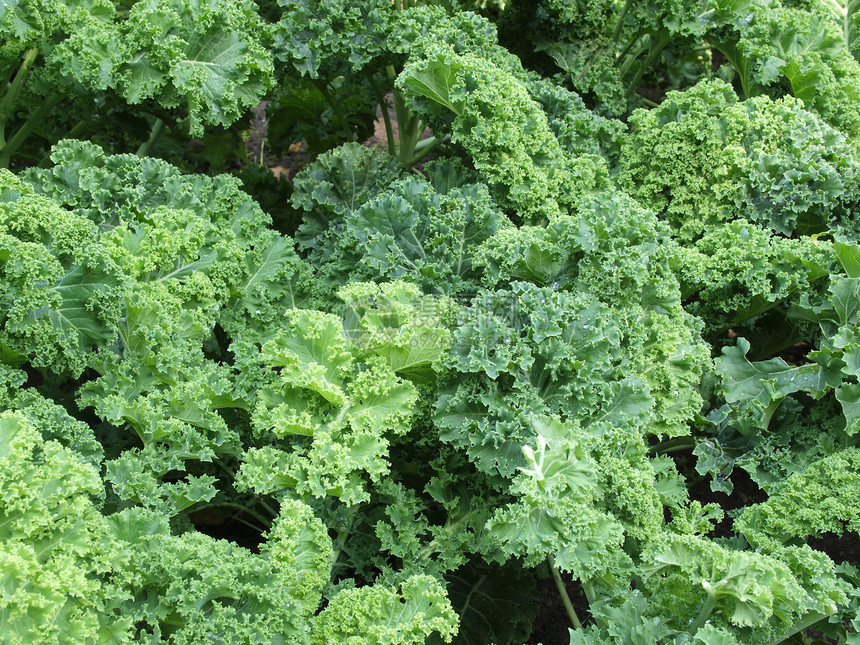 羽衣甘蓝叶植物叶子食物绿色蔬菜沙拉营养图片