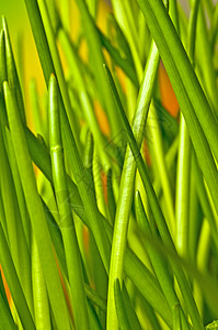 点线草本植物草本烹饪大葱厨房香料绿色背景图片
