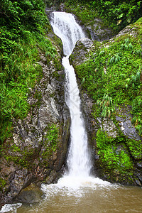 中央山脉波多黎各森林生活环境生物学热带植物领土公园植被自然资源背景
