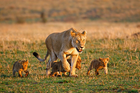 母狮和小狮子环境稀树草原高清图片