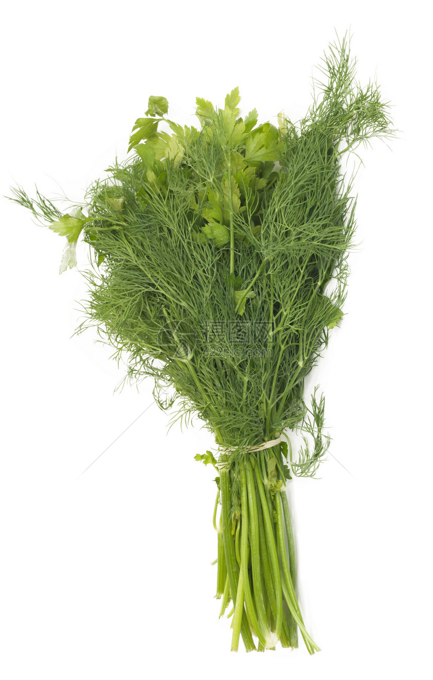 以白色背景隔离的园艺香料食物床单饮食叶子香菜植物蔬菜分册图片