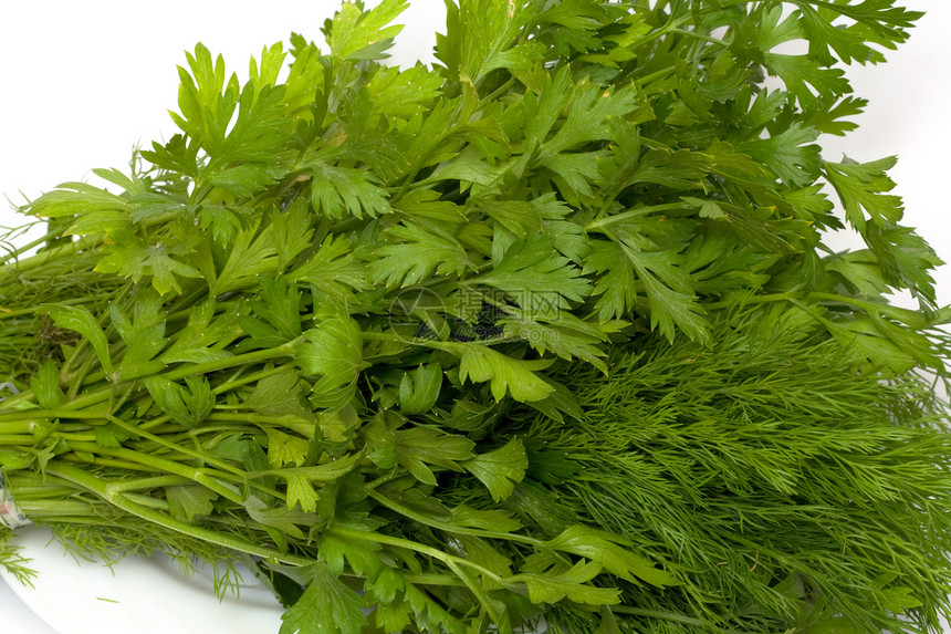 dill 和 arsley拼贴画草本植物香菜蔬菜床单小枝饮食分册植物收藏图片