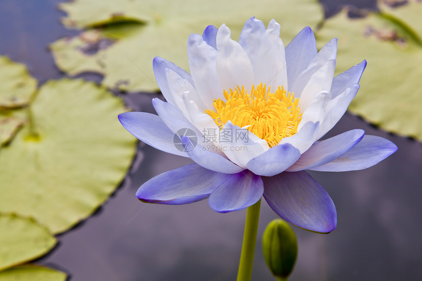 在池塘上开花的莲花或百花花瓣漂浮软垫植物群绿色植物百合粉色美丽植物学图片