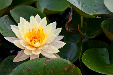 在池塘上开花的莲花或百花漂浮百合花瓣粉色绿色植物软垫美丽植物学植物群背景图片