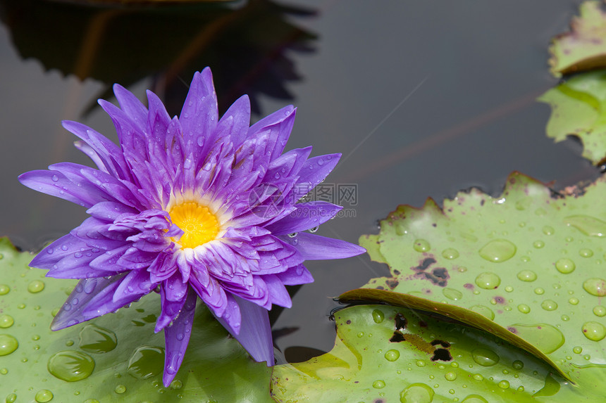 在池塘上开花的莲花或百花植物群绿色美丽漂浮植物学植物花瓣百合粉色软垫图片