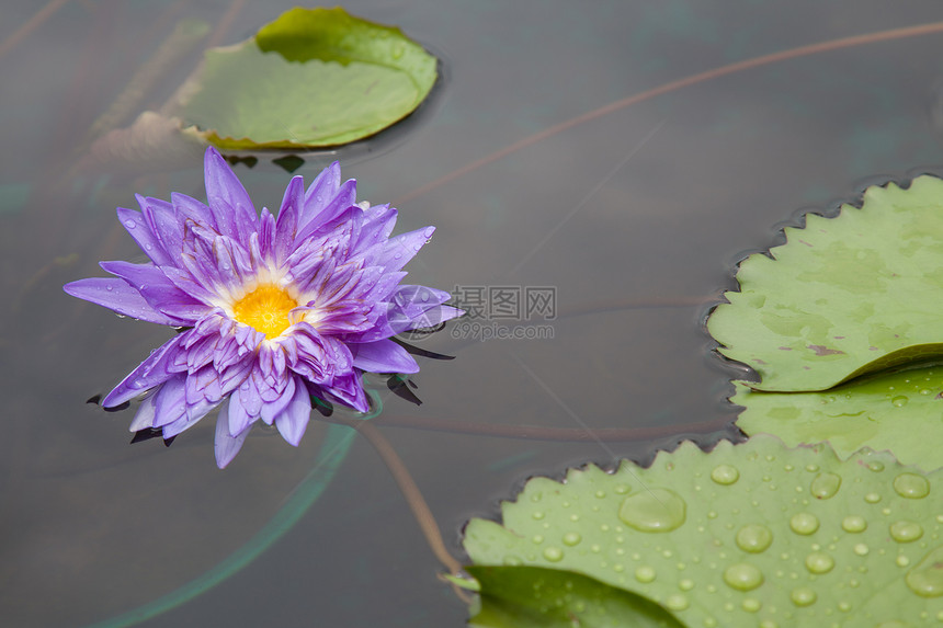 在池塘上开花的莲花或百花植物花瓣美丽漂浮植物学绿色粉色植物群软垫百合图片