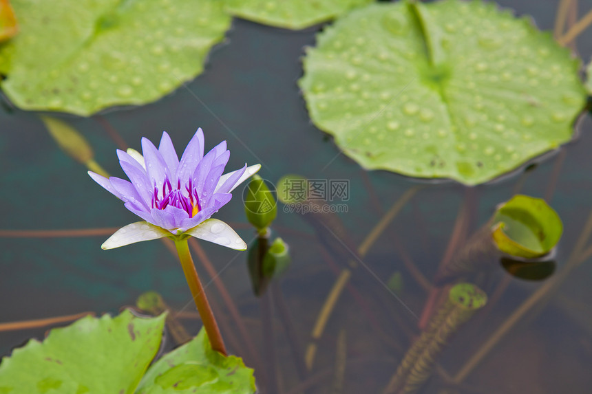 在池塘上开花的莲花或百花漂浮软垫百合植物群植物学粉色绿色花瓣植物美丽图片