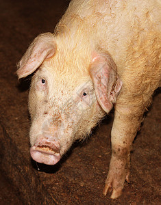 胖小猪好奇猪耳朵熏肉哺乳动物公猪农业小猪吮吸牧场庇护所猪肉背景