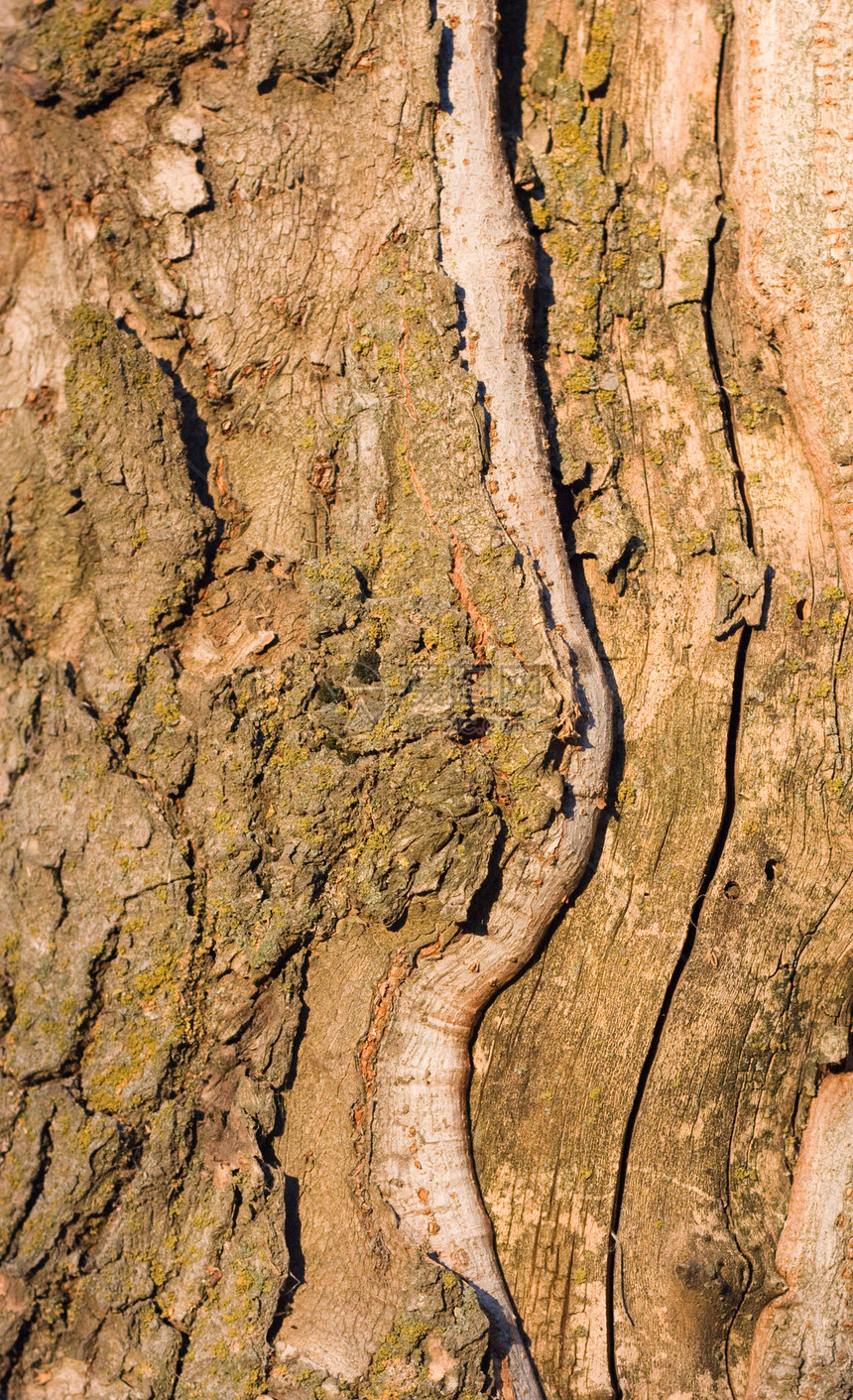 旧木制皮层树干果皮木头条纹宏观照片风化日志材料图片