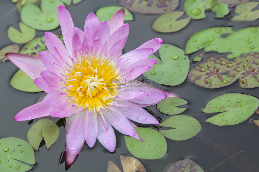 在池塘上开花的莲花或百花绿色植物学漂浮花瓣粉色百合美丽植物群植物软垫图片