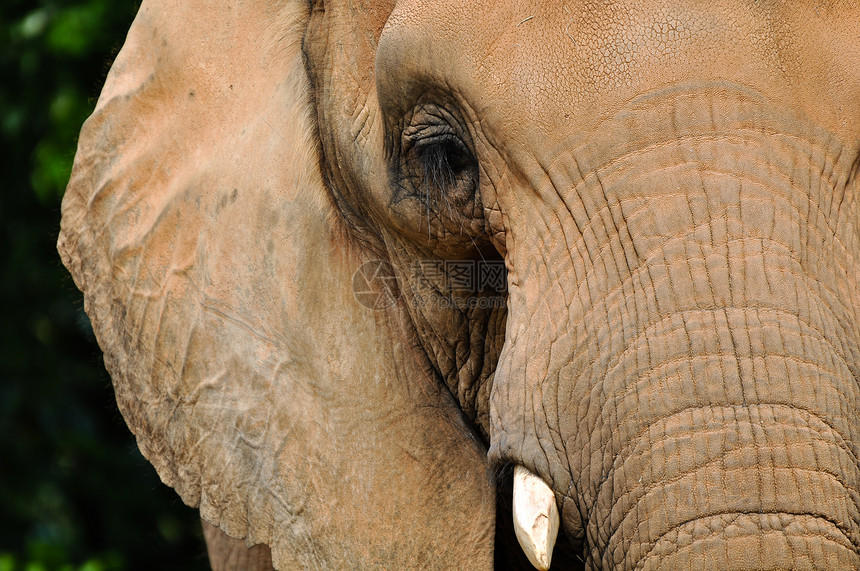 大象野生动物眼睛哺乳动物獠牙皮肤耳朵棕色树干图片