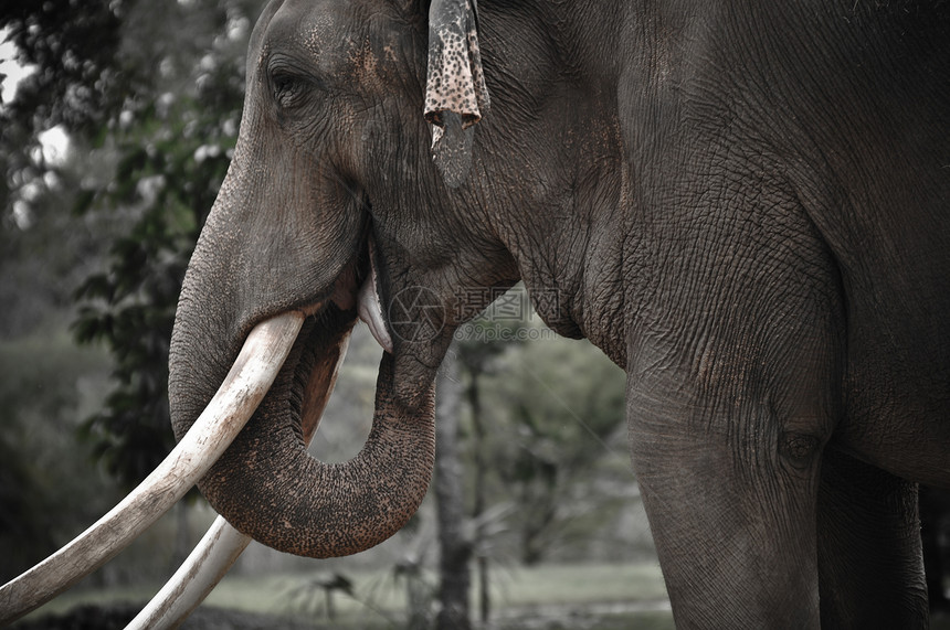 大象耳朵眼睛树干野生动物棕色哺乳动物獠牙皮肤图片
